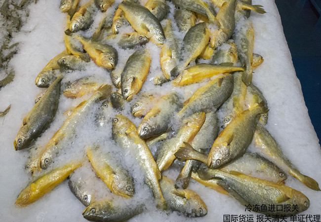 凍魚報關,進口魚報關公司,進口魚報關代理